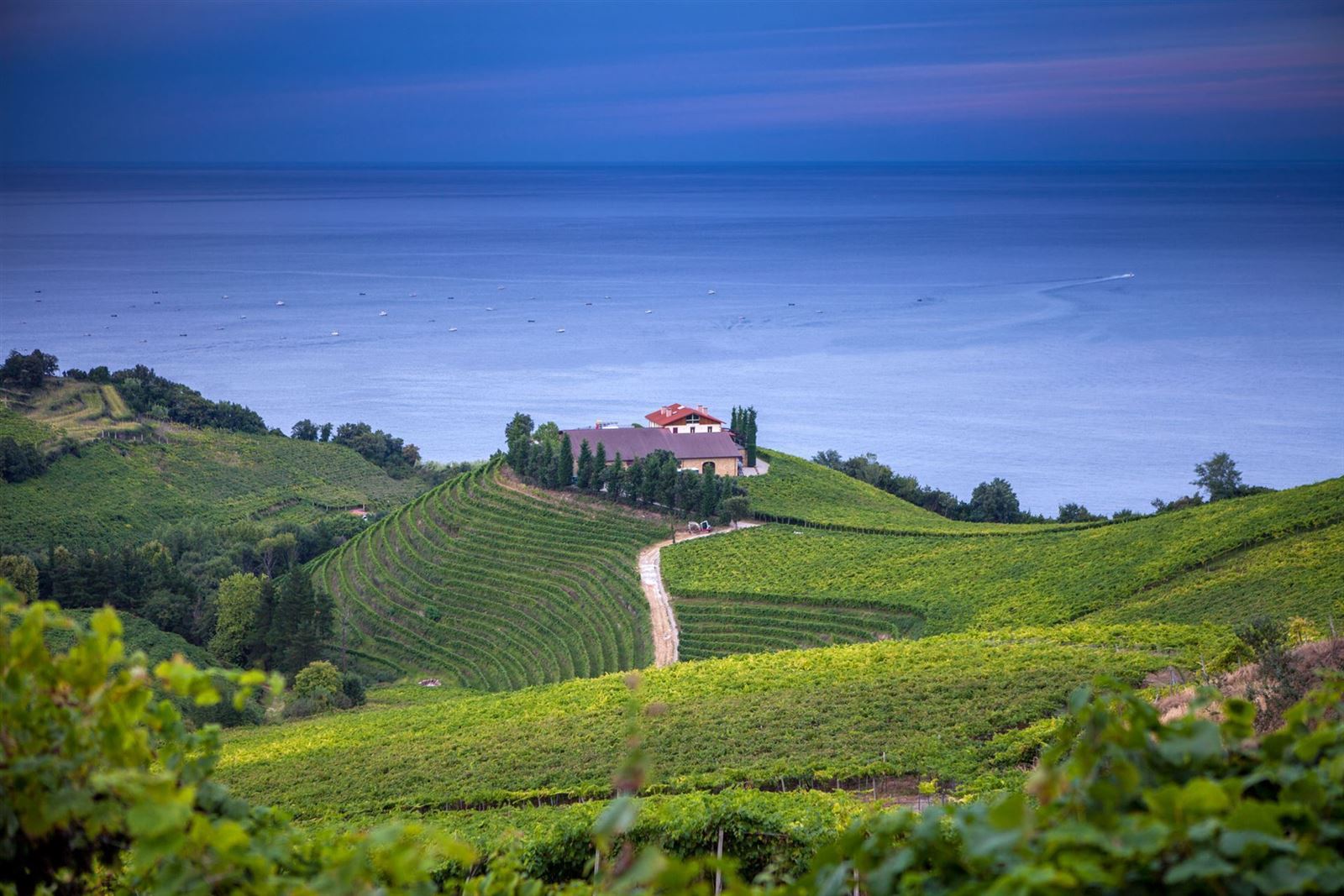 Weinberge von Getaria